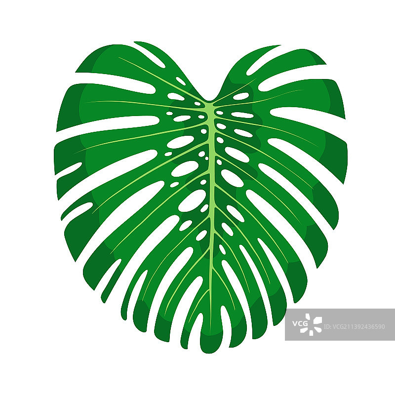 扁平孤立的龟背竹叶图片素材