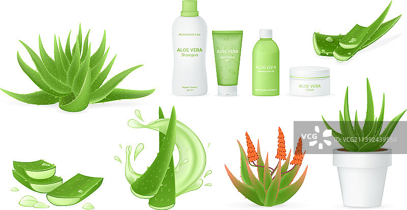 逼真的芦荟与新鲜水滴图片素材