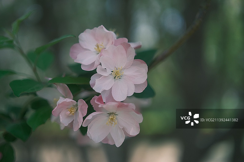 西府海棠 蔷薇科植物 花头特写 花簇近距离图片素材