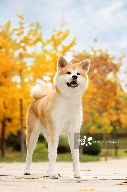 秋景中的秋田犬图片素材