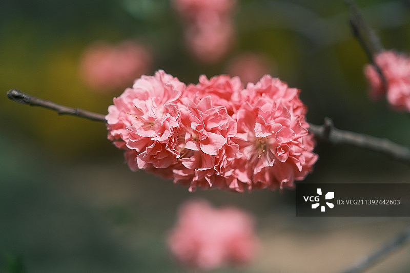 碧桃 粉红叶碧桃 花簇特写图片素材