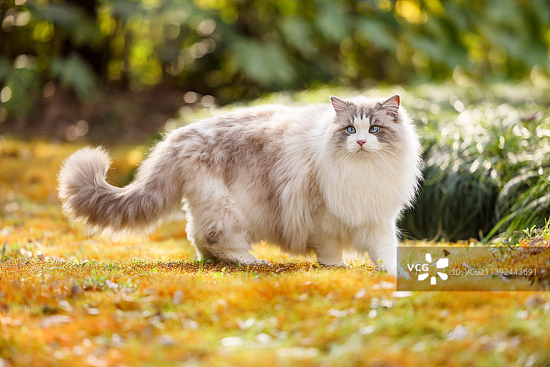 户外嬉戏的猫猫图片素材