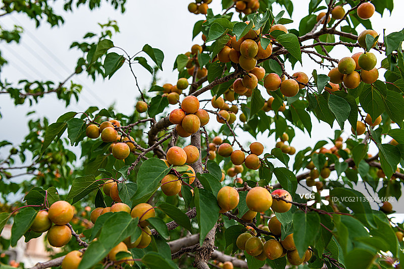 枝头黄杏图片素材