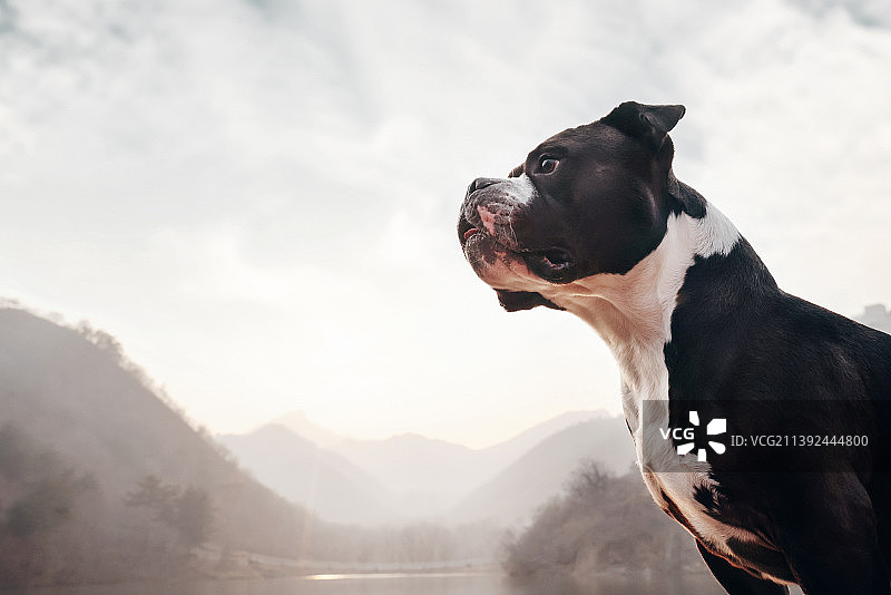 长城上的恶霸犬图片素材