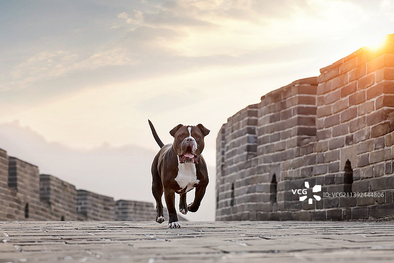 长城上的恶霸犬图片素材