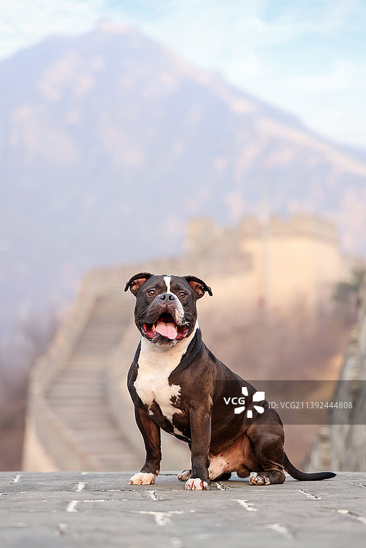 长城上的恶霸犬图片素材