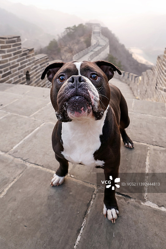 长城上的恶霸犬图片素材