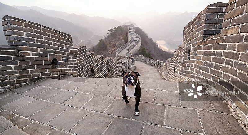 长城上的恶霸犬图片素材
