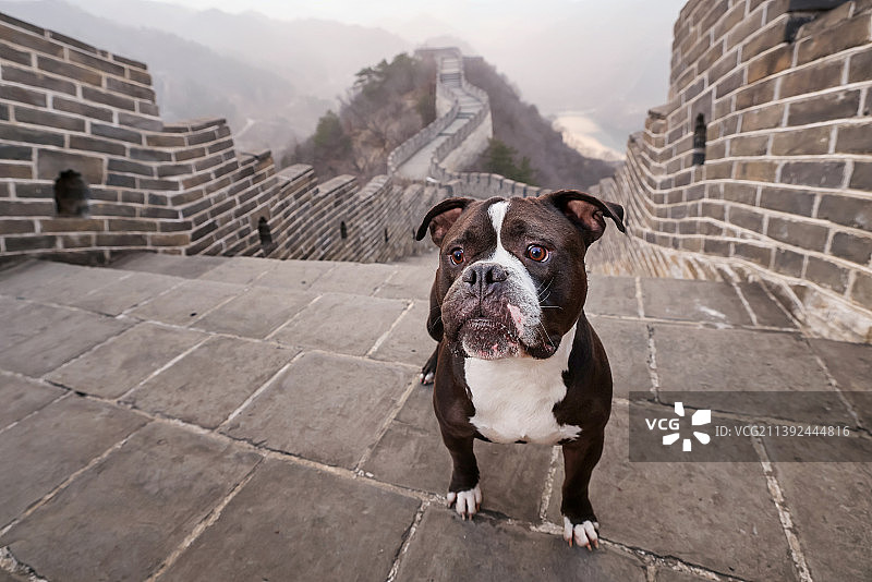 长城上的恶霸犬图片素材