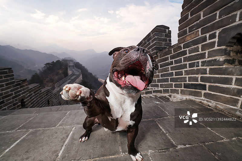 长城上的恶霸犬图片素材