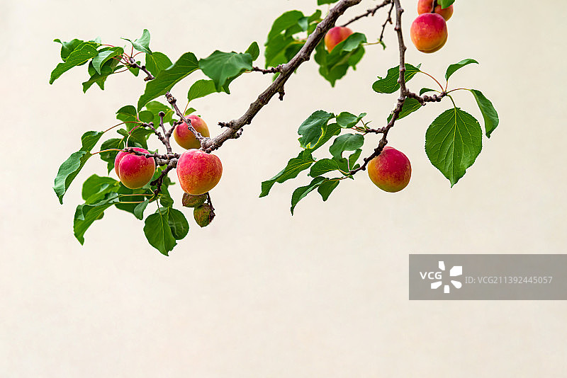 枝条红杏图片素材