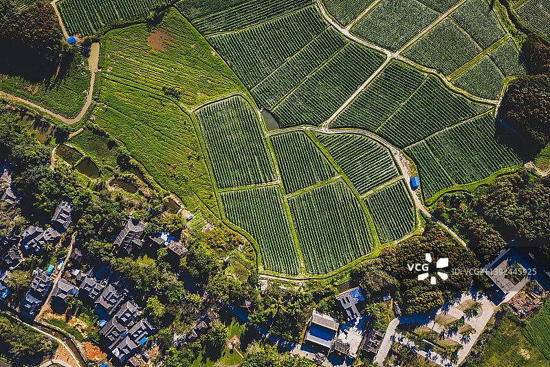 西双版纳勐景来图片素材