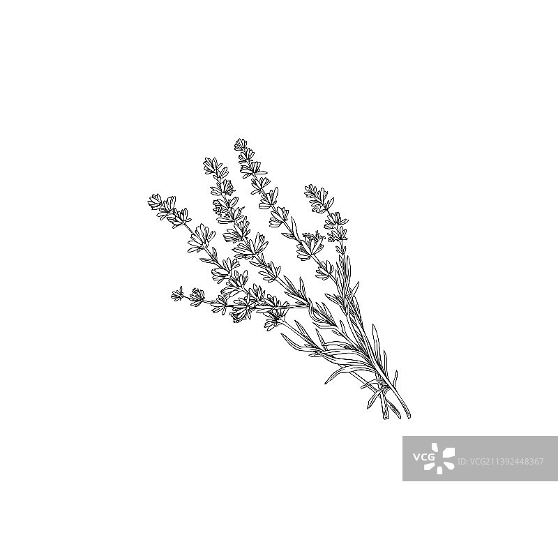 手绘薰衣草植物雕刻图图片素材