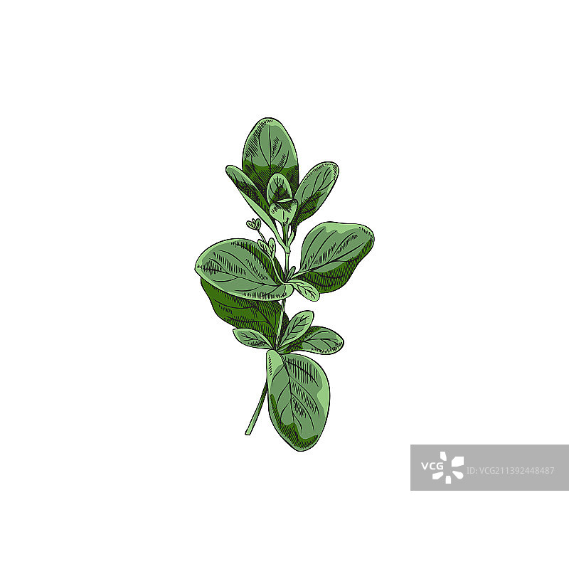 手绘墨角兰绿叶枝图片素材