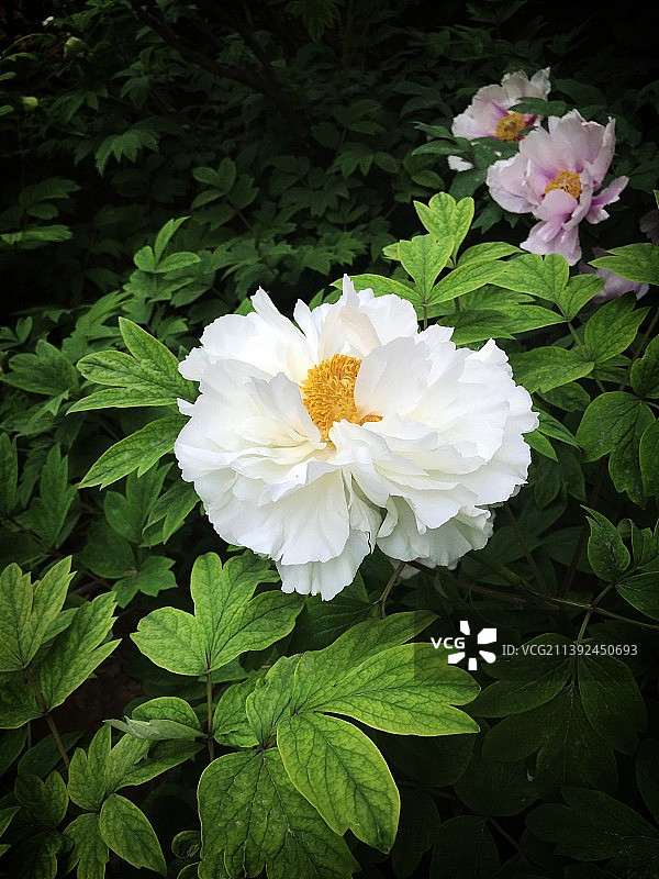 白色牡丹图片素材