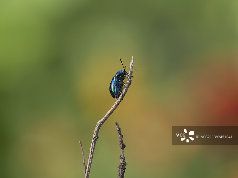 蓝色铠甲战士图片素材