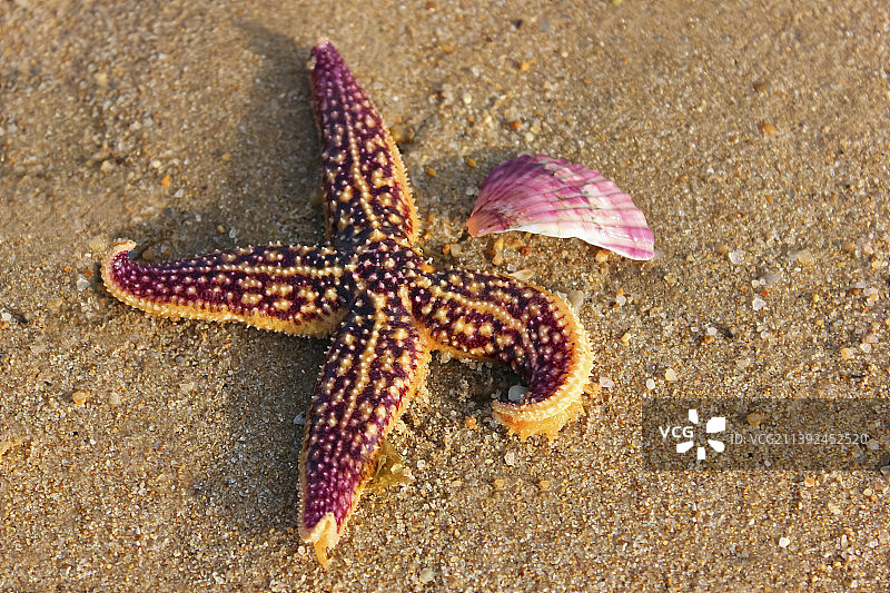 海星与贝壳图片素材