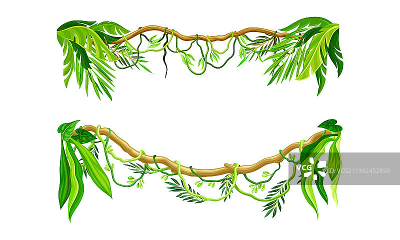 热带丛林木质藤本植物图片素材