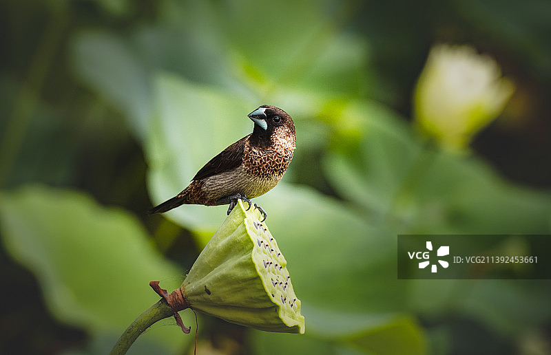 蜡嘴雀 A Grosbeak图片素材