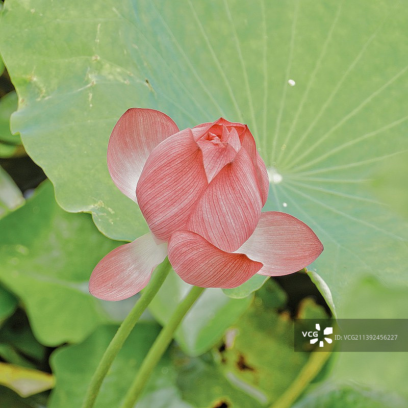 夏日荷花图片素材