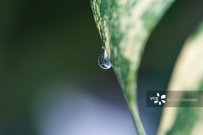 龟背竹上的水滴特写图片素材