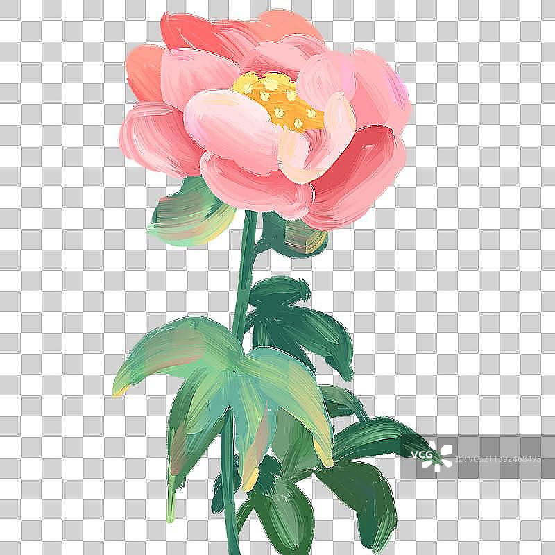 油画质感芍药花插画图片素材