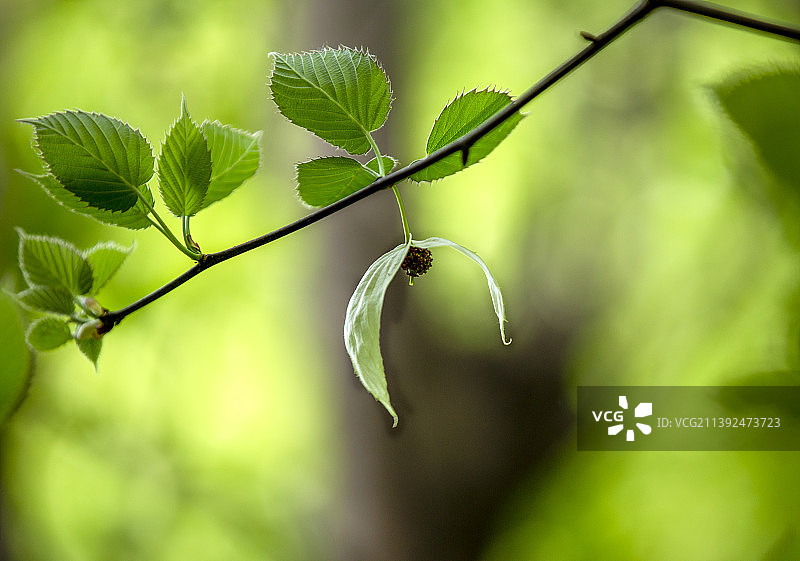 珙桐--鸽子花树--植物界的大熊猫图片素材