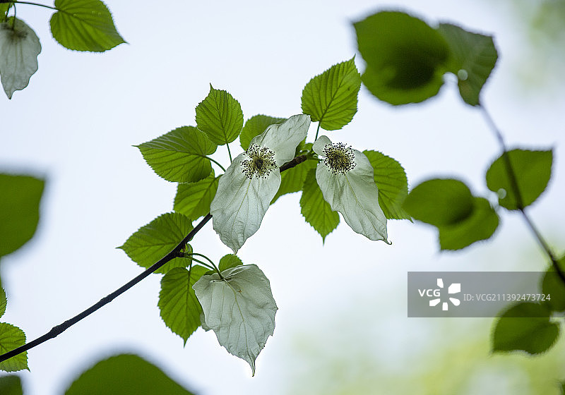 珙桐--鸽子花树--植物界的大熊猫图片素材