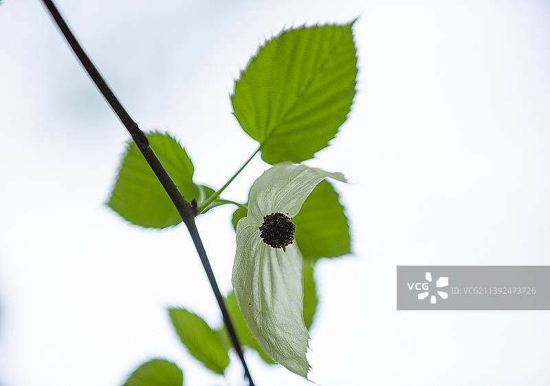 珙桐--鸽子花树--植物界的大熊猫图片素材