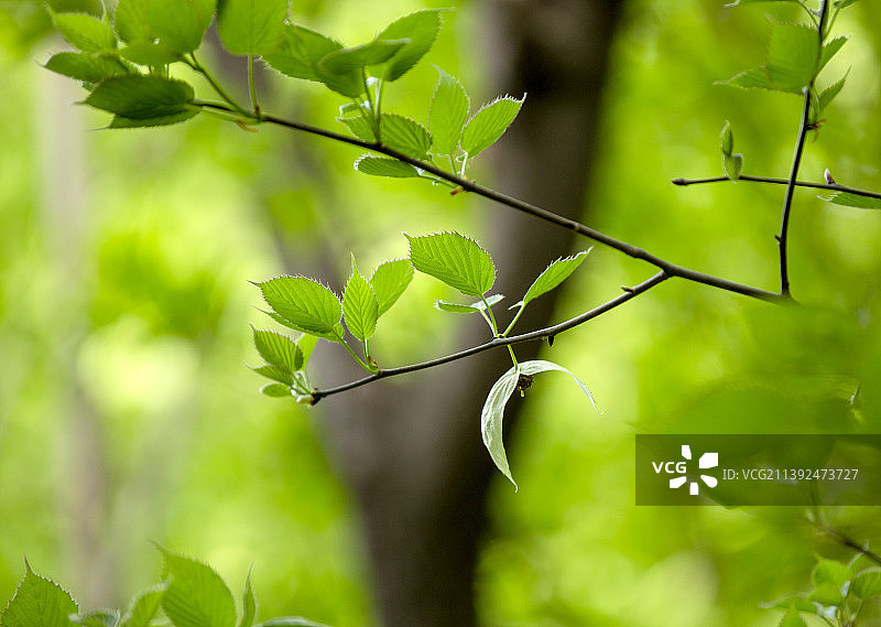 珙桐--鸽子花树--植物界的大熊猫图片素材