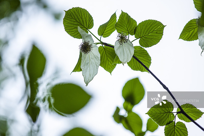珙桐--鸽子花树--植物界的大熊猫图片素材
