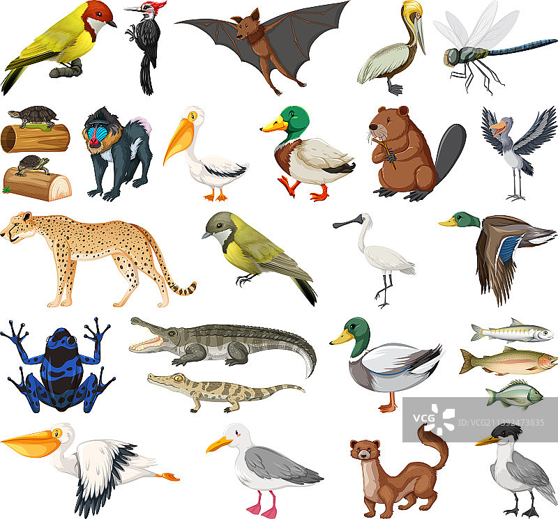 不同种类的动物合集图片素材
