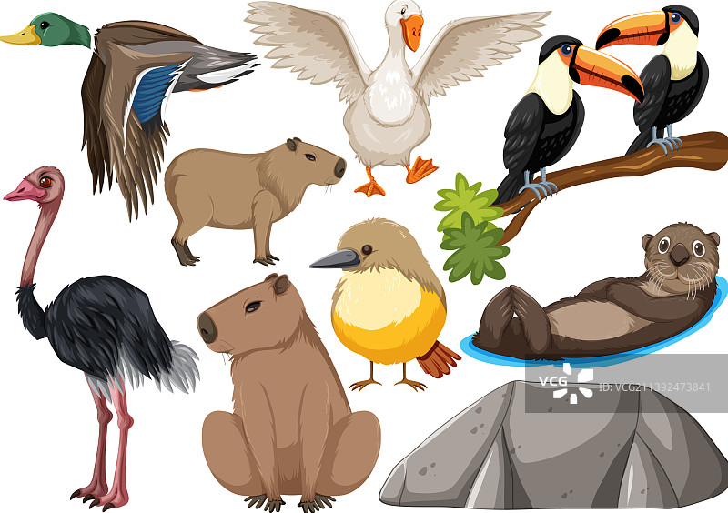 各种野生动物合集图片素材