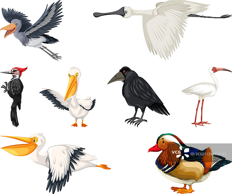 鸟类合集图片素材