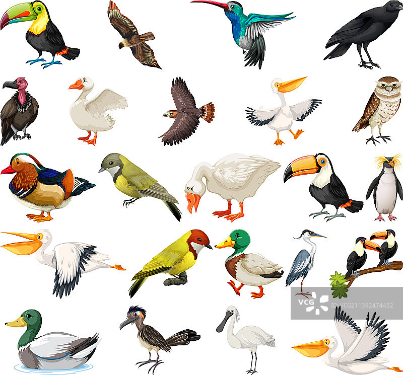 鸟类合集图片素材