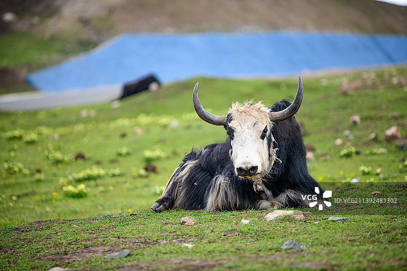 四川省阿坝藏族羌族自治州若尔盖草原，素有“川西北高原的绿洲”之称，是我国三大湿地之一图片素材