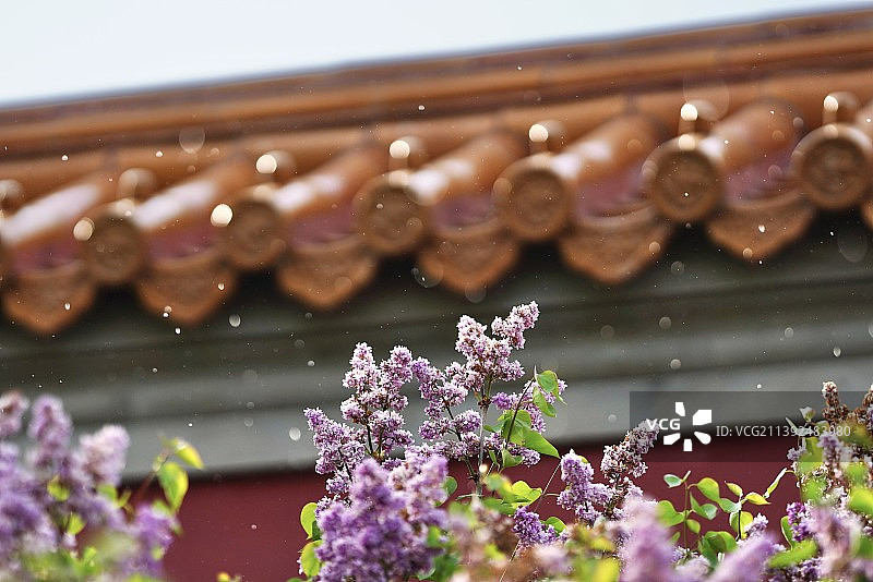 红墙黄瓦下的丁香花图片素材