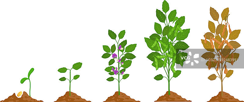 带豆荚生长阶段的农场大豆植物图片素材