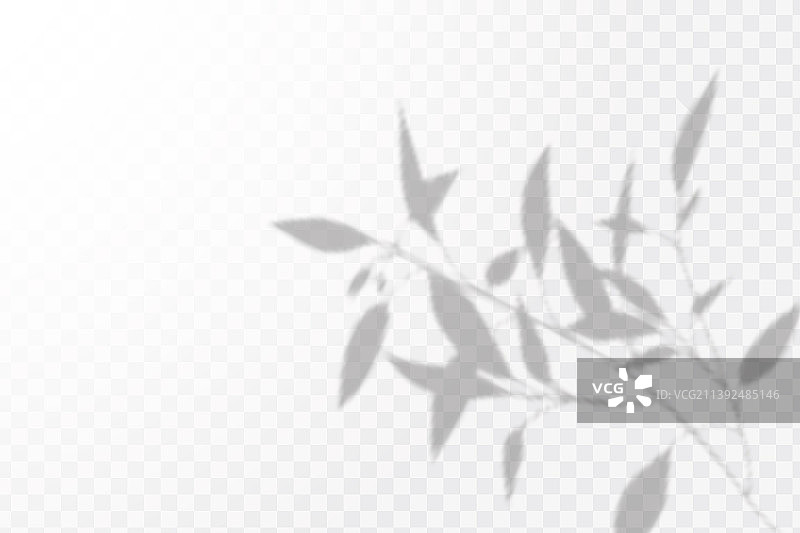 逼真风格热带树叶和树枝阴影图片素材