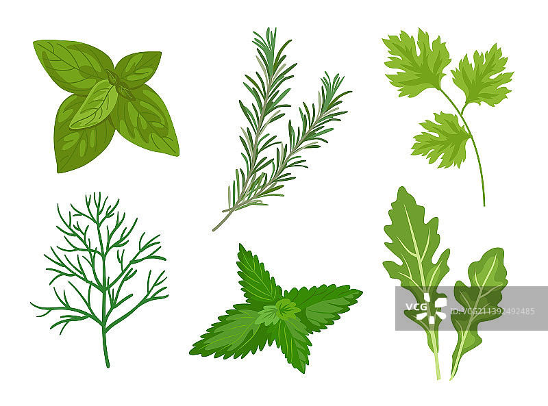 各种草本植物和叶子素材图片素材