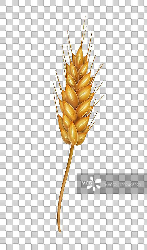 手绘金黄小麦粮食麦子图片素材
