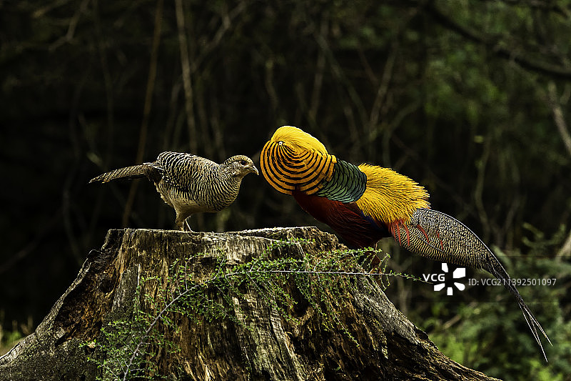 红腹锦鸡图片素材