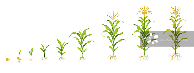 田间玉米生长周期和种子萌发图片素材