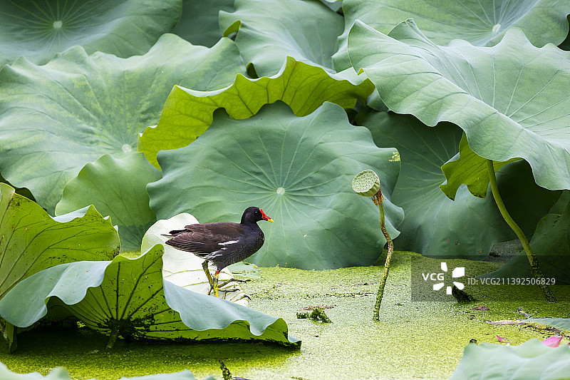 荷花丛里的黑水鸡图片素材