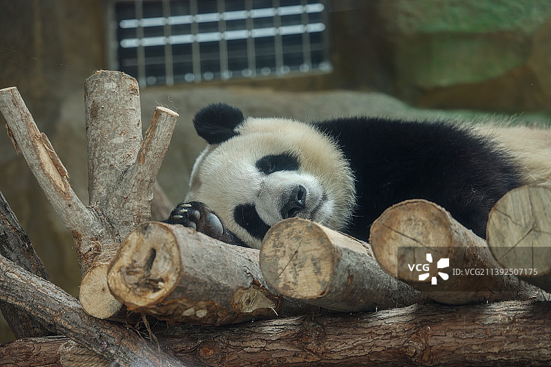 成都大熊猫繁育研究基地：躺着睡觉休息的大熊猫图片素材