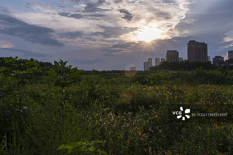 城中田园图片素材
