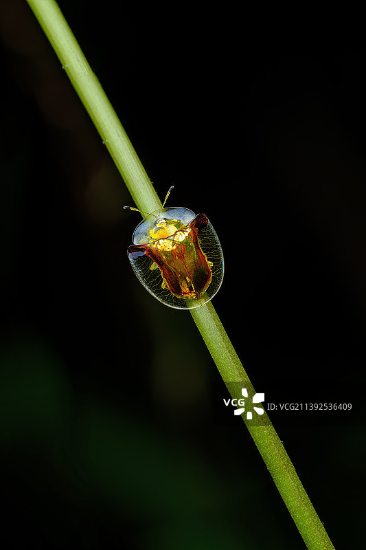 金梳龟甲图片素材
