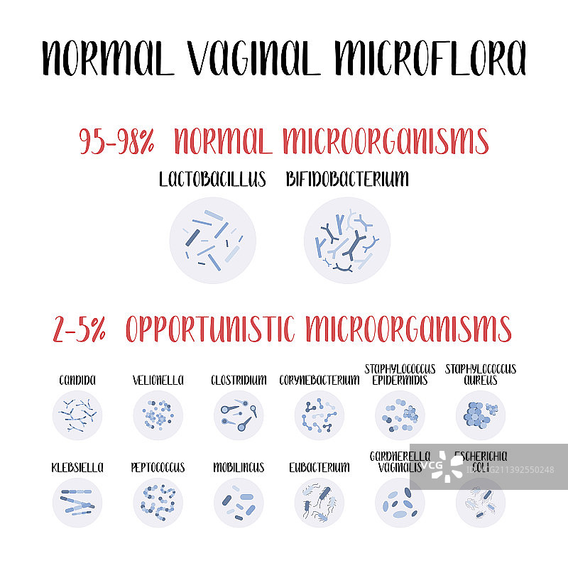 正常阴道菌群乳酸杆菌图片素材