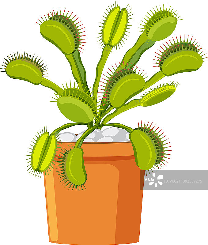 维纳斯捕蝇草食肉植物和昆虫图片素材