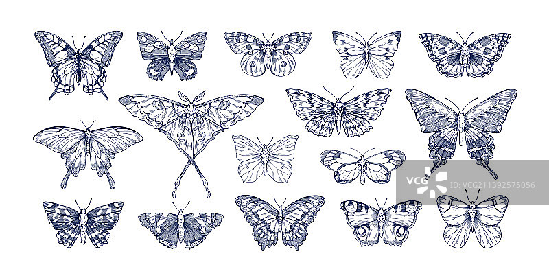 复古风格蝴蝶轮廓图片素材